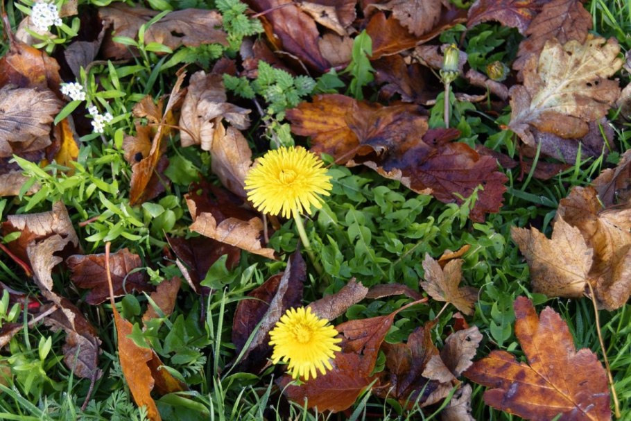 Растения осенью