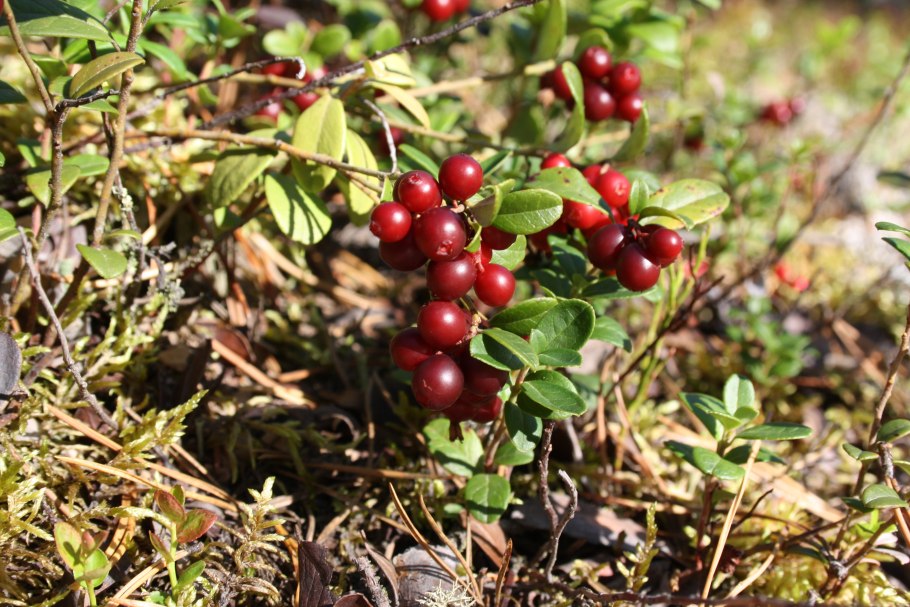 Лесные дикоросы