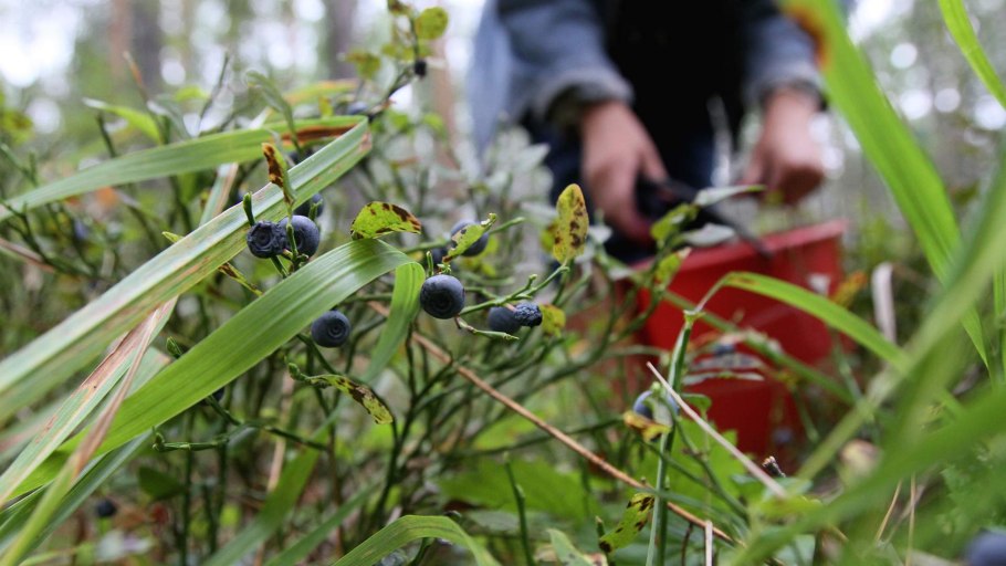 Осень лес брусника