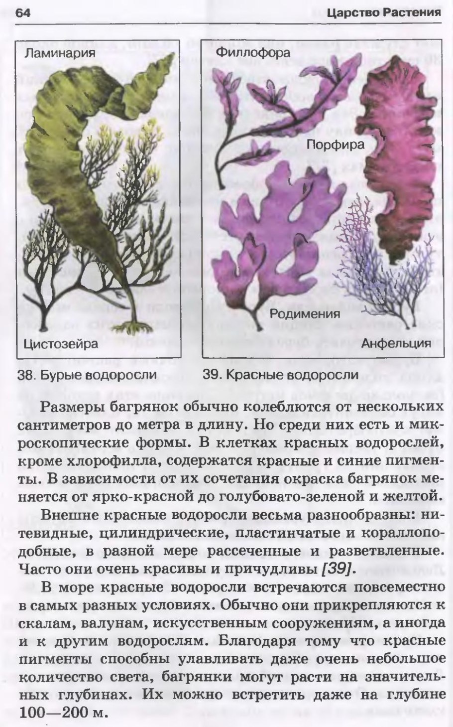 Царство растений