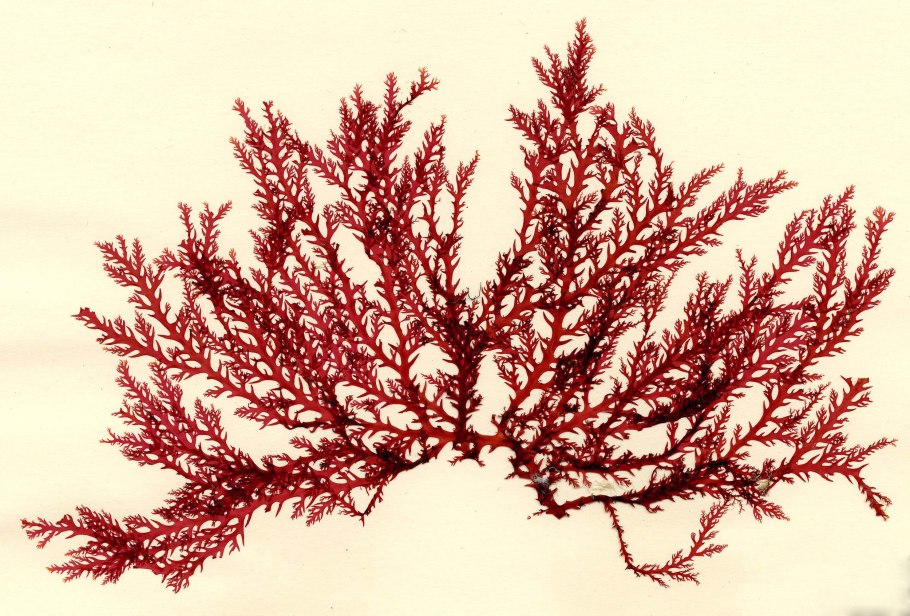 Филлофора водоросль