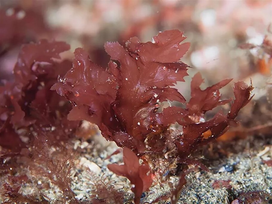 Порфира водоросль