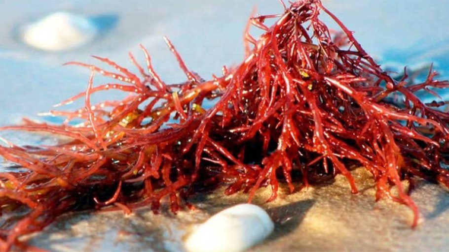 Каррагинан (е407)