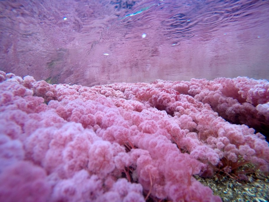 Рыба ест красные водоросли