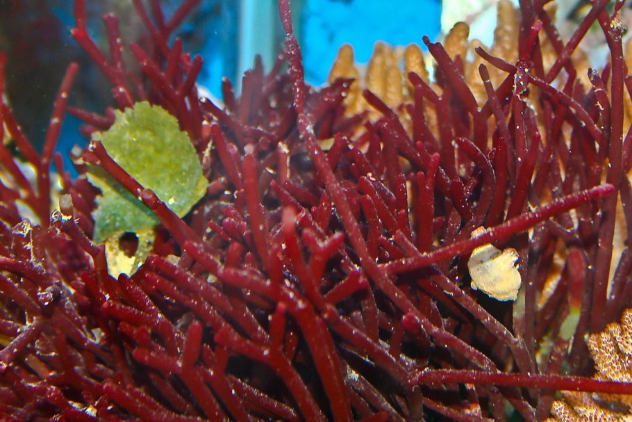 Lithothamnium calcareum