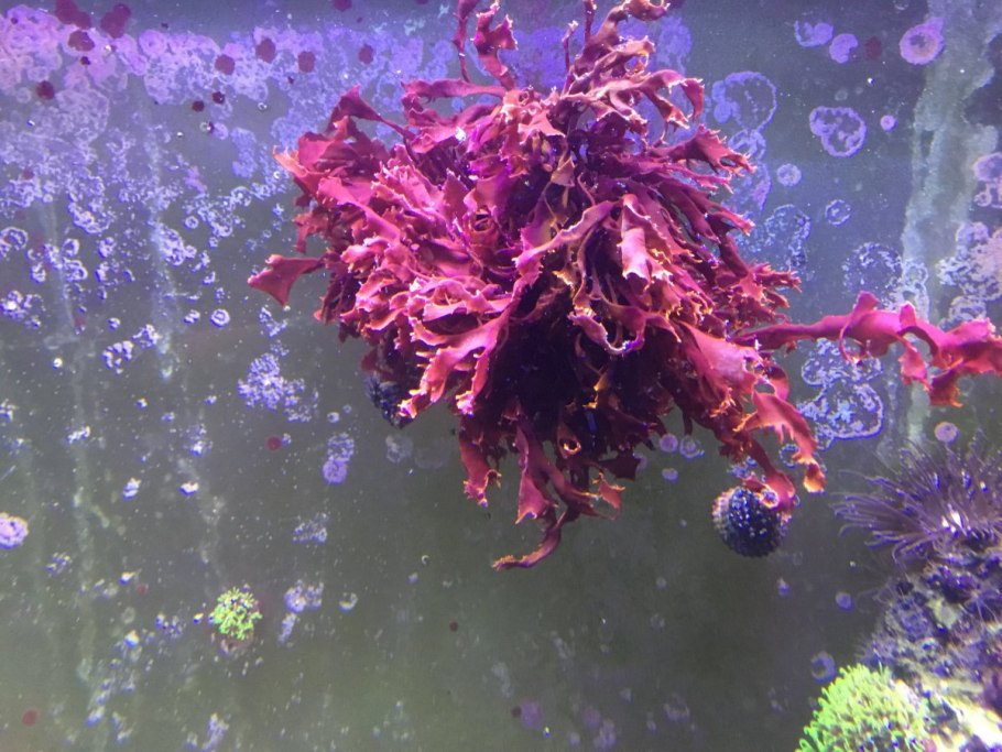 Багрянки водоросли