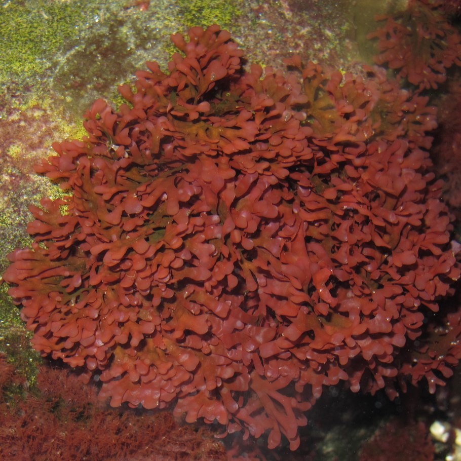 Камллитанлион водоросль