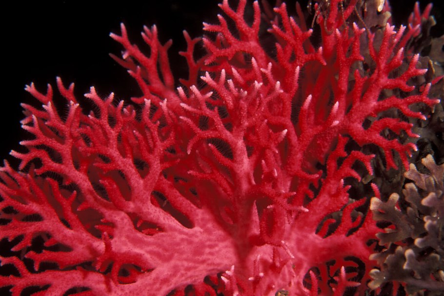 Коралловые Кишечнополостные