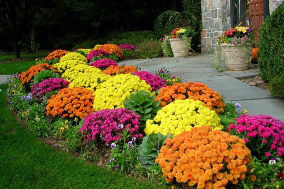 Хризантема мультифлора на клумбе