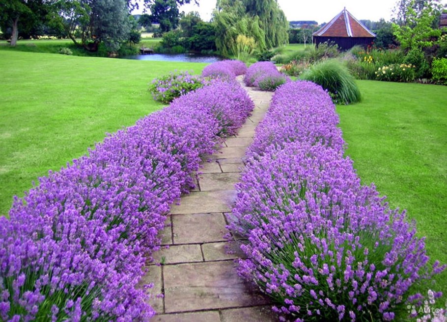 Лаванда узколистная