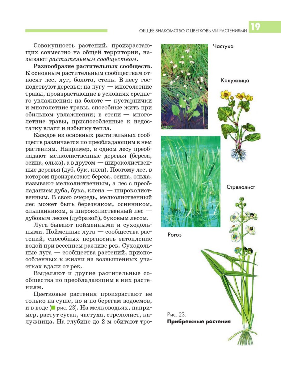 Рогоз, тростник, Сусак