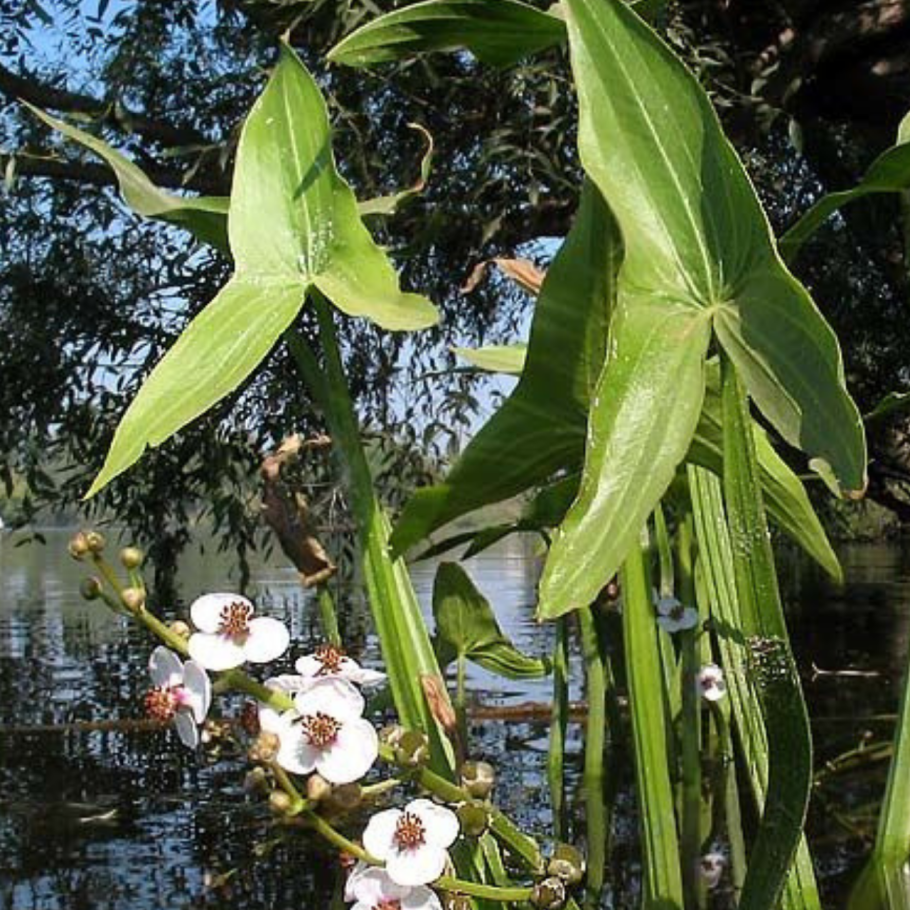 Стрелолист Sagittaria sagittifolia
