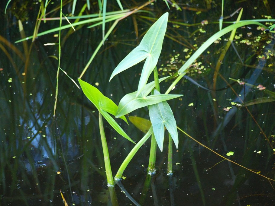 Стрелолист Sagittaria sagittifolia