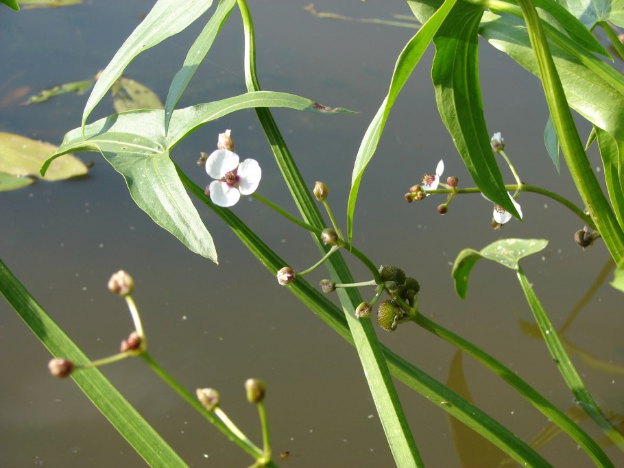 Стрелолист Sagittaria sagittifolia