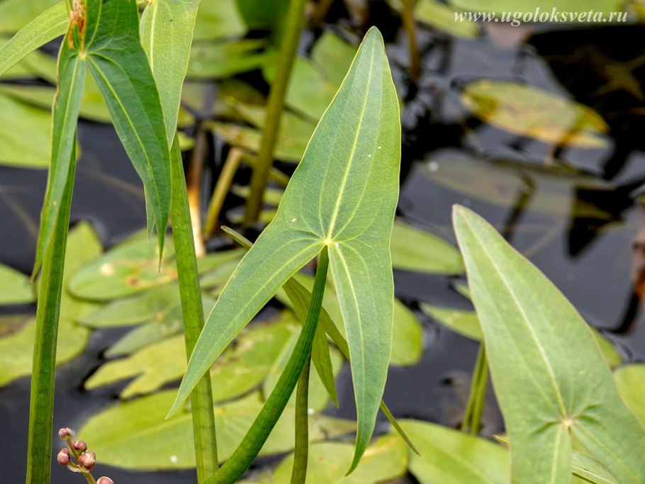 Sagittaria trifolia (стрелолист трёхлистный).