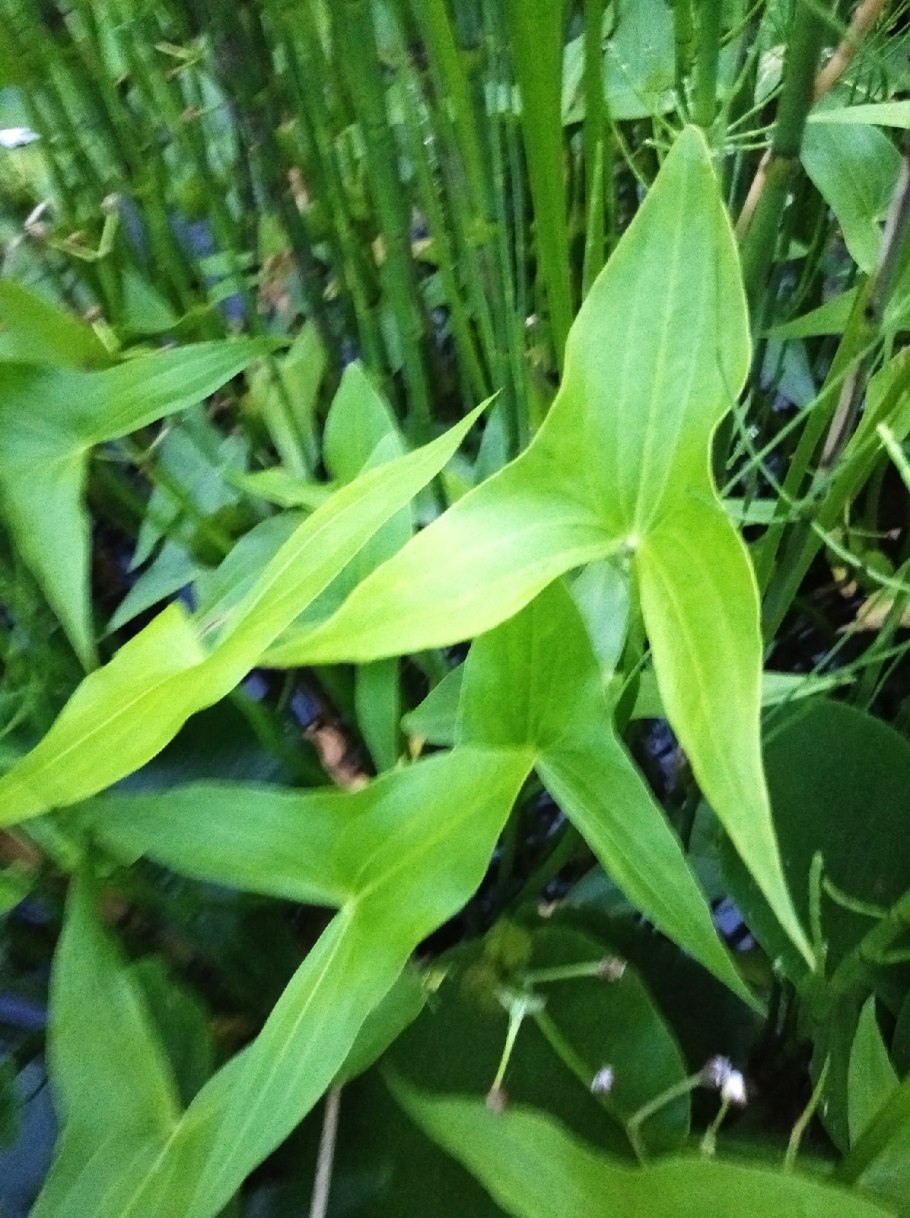 Стрелолист обыкновенный (болотник)