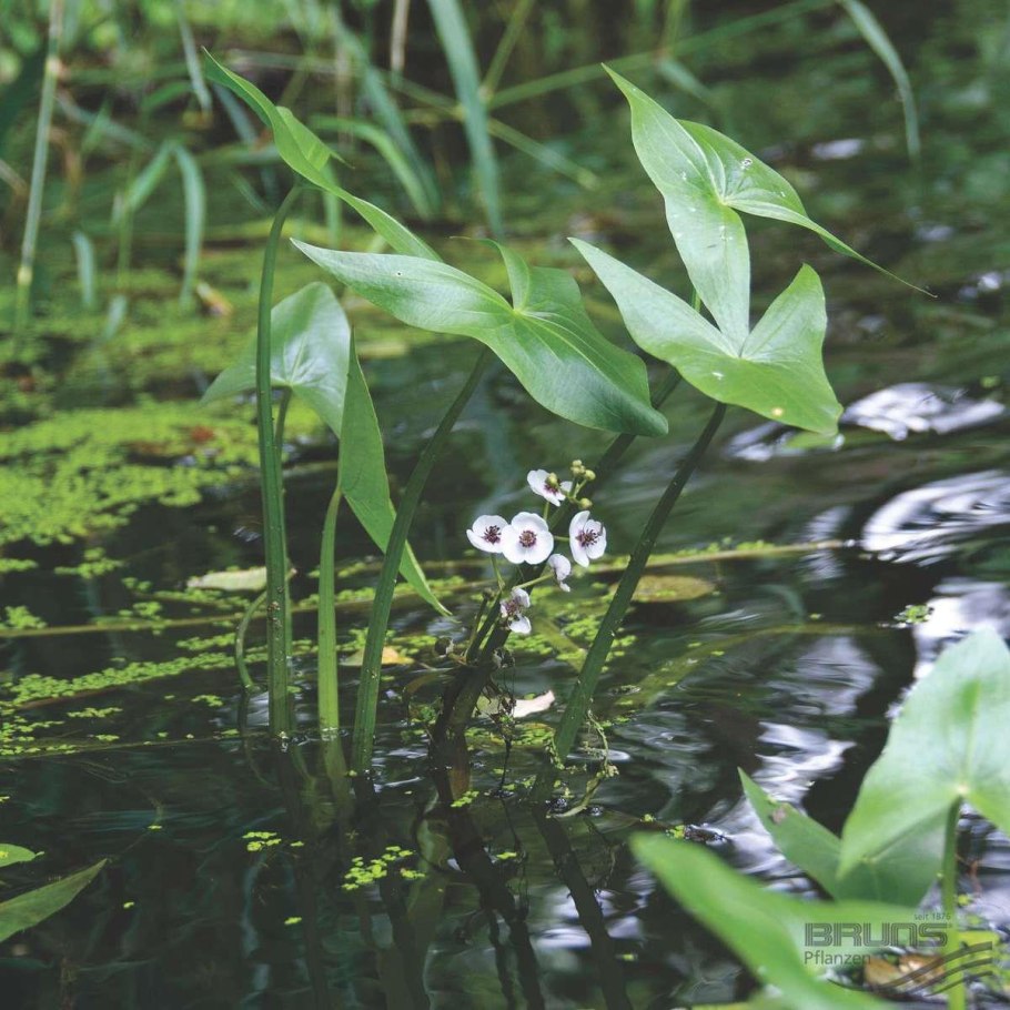 Стрелолист Sagittaria sagittifolia