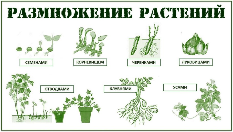 Книги по размножению растений