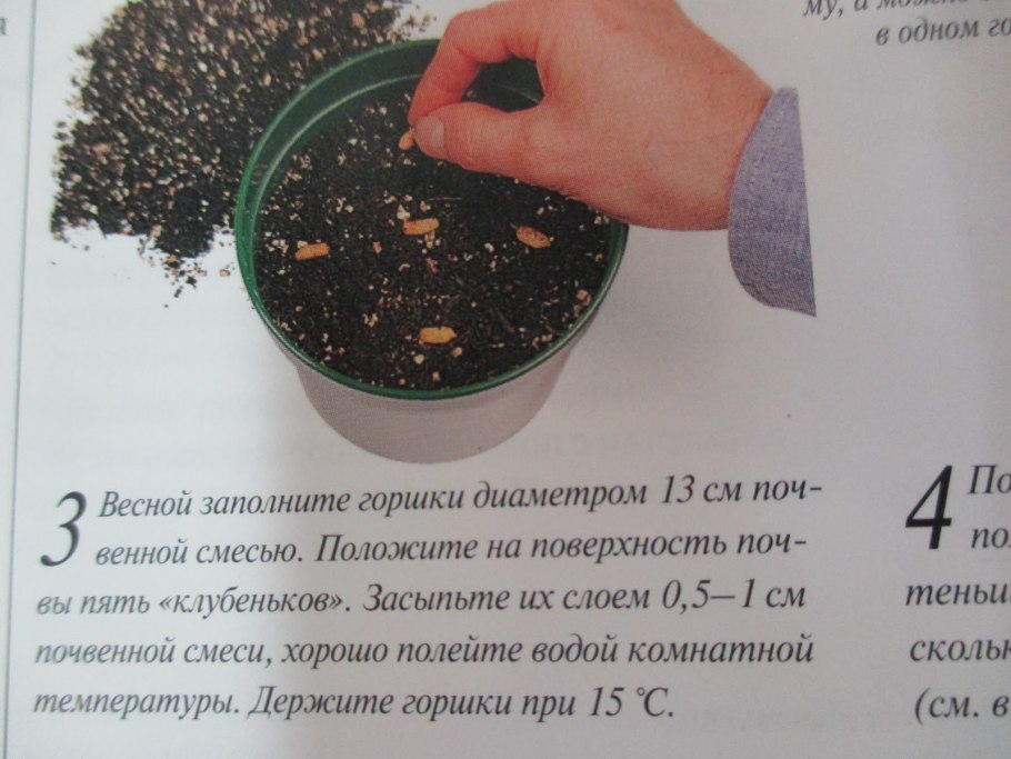 Вегетативное размножение