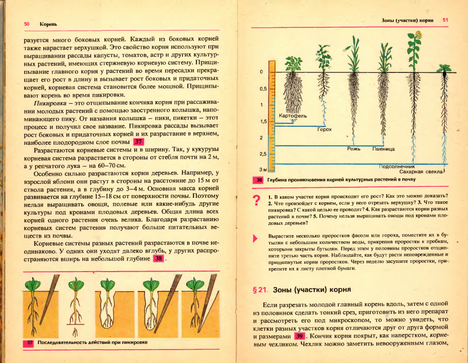 Защитное образование на верхушке растущего корня это. Пикировка корня. Формирование корневой системы. Развитие корневой системы растений. Агротехнические приемы пересадки растений.