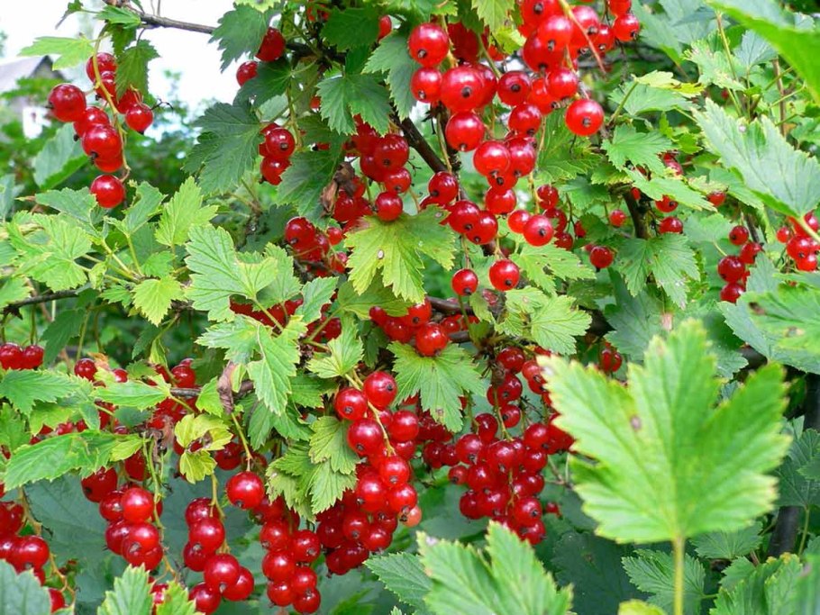 Тамерлан смородина красная