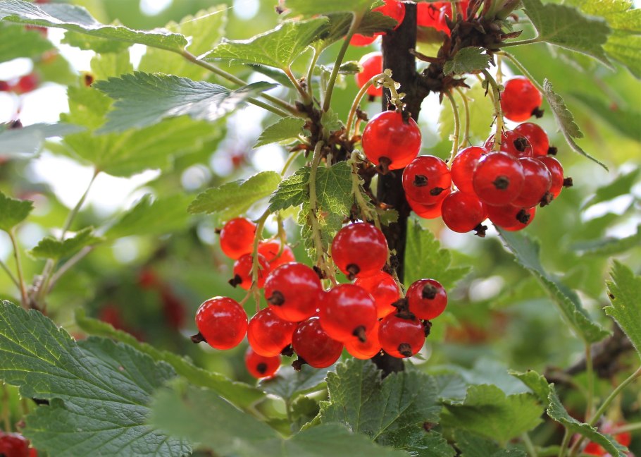 Смородина Каскад