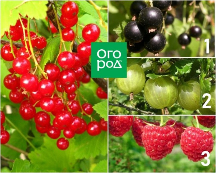 Картина красной смородине есть или нет