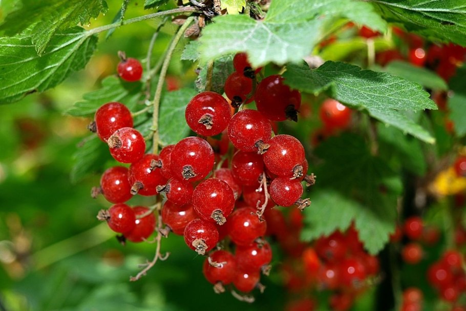 Красная смородина Ленинград