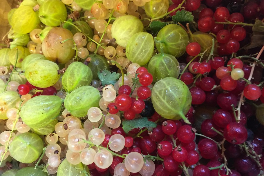 Натюрморт для раскрашивания стол с крыжовником и смородиной