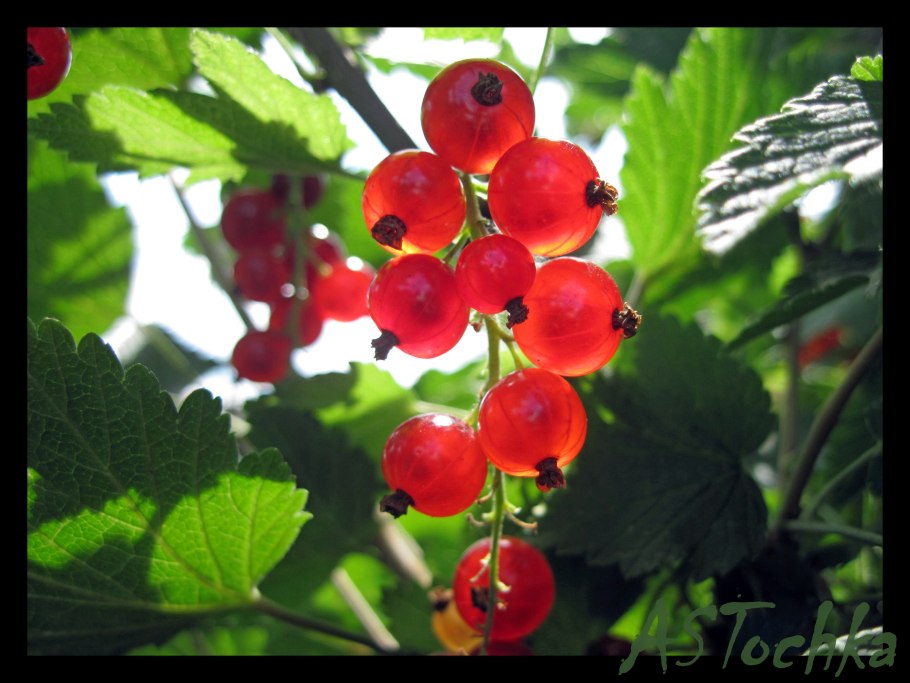 Самые полезные ягоды