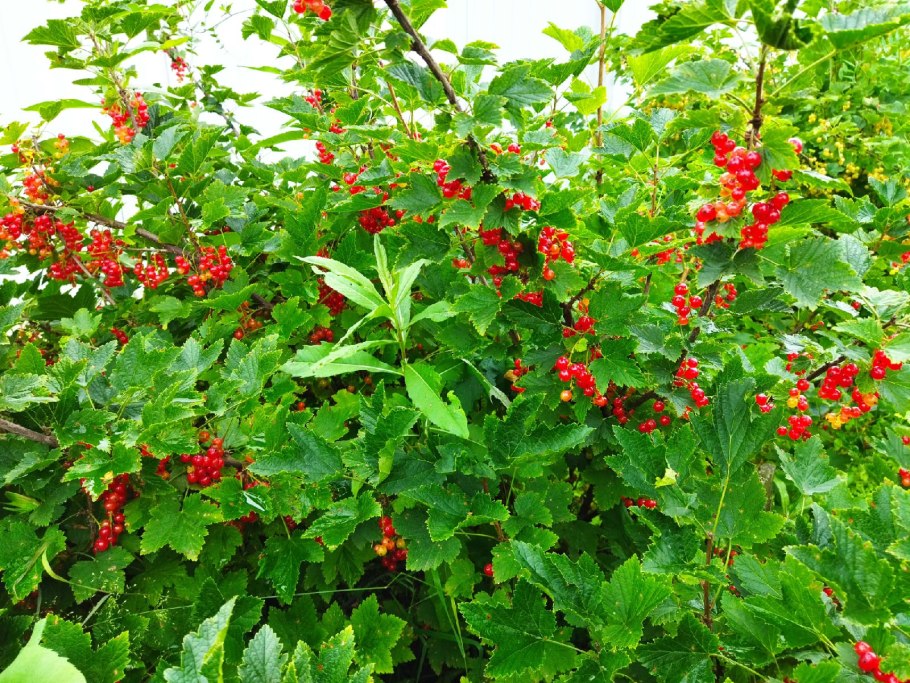 Ценник варенье красная смородина