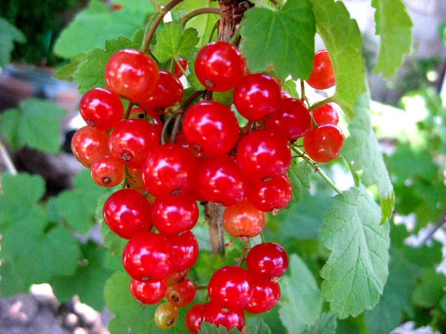 Сливы и вишни