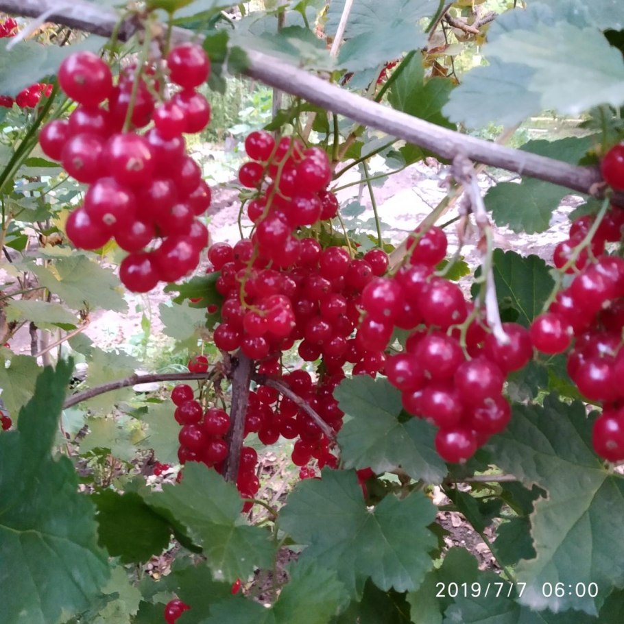 Ягода которая растёт в Батуми