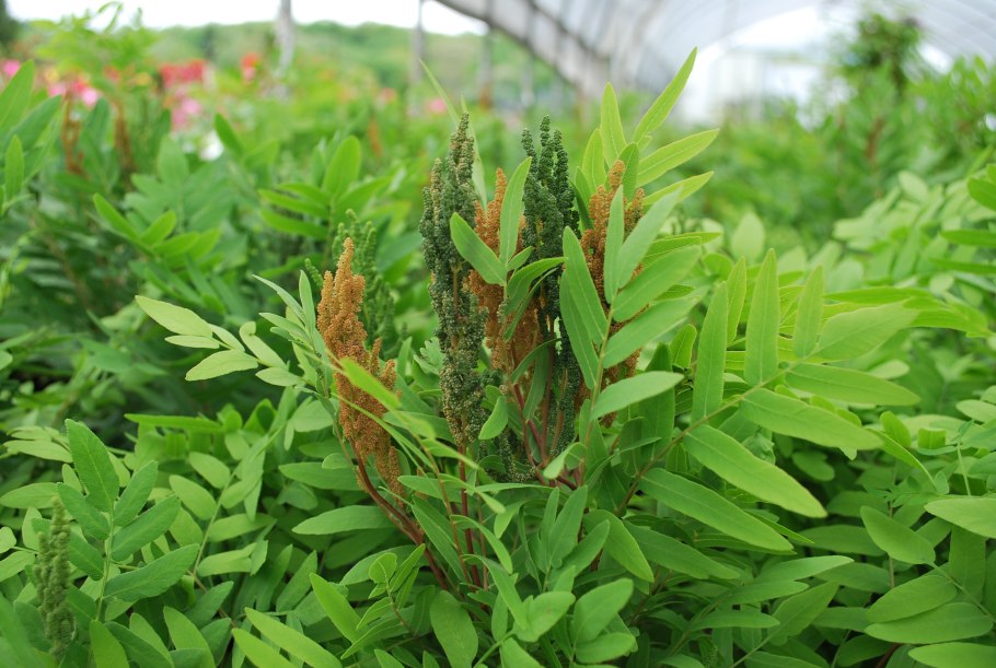 Папоротник чистоуст Королевский