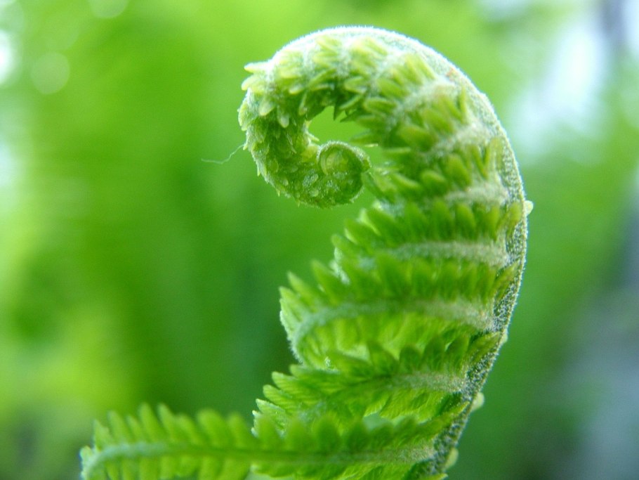 Osmunda claytoniana l.