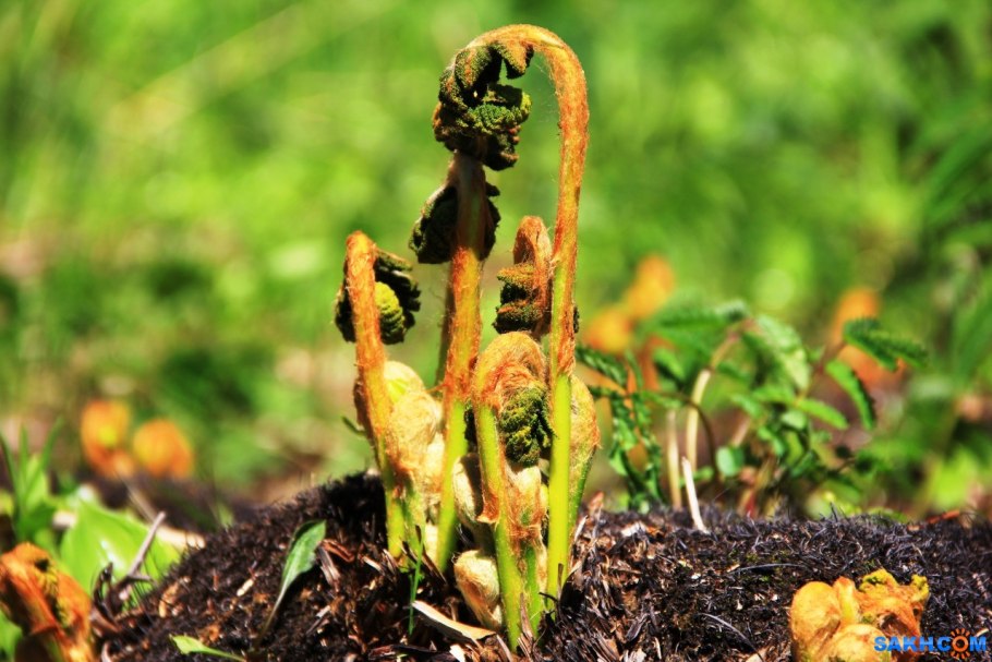 Папоротник Осмунд орляк