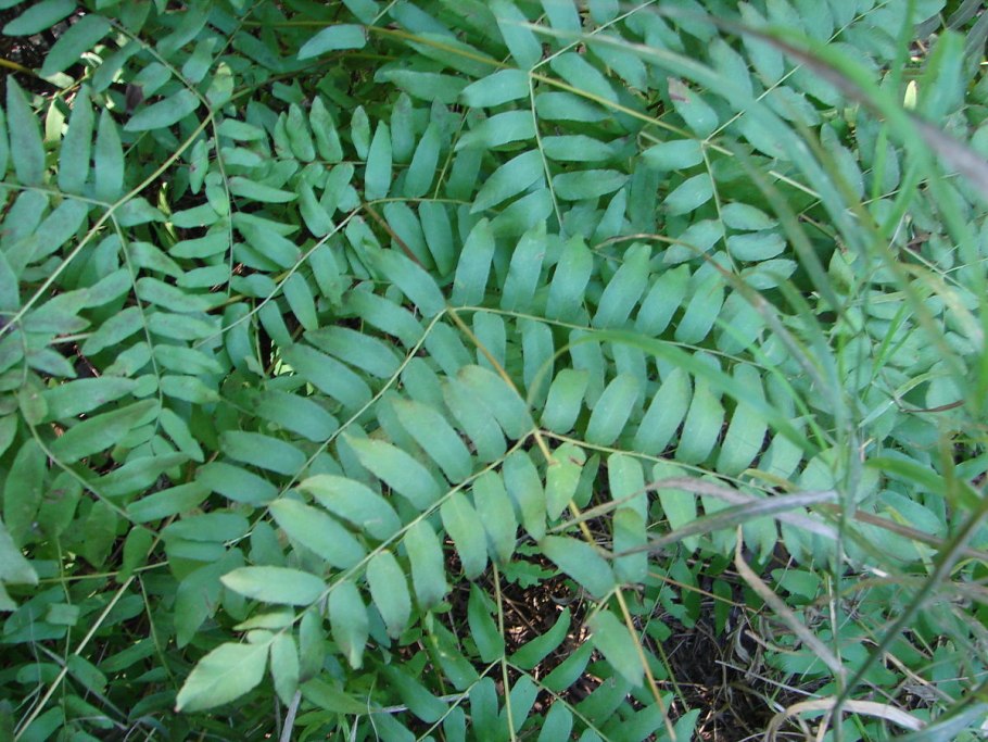 Многорядник Брауна Polystichum braunii
