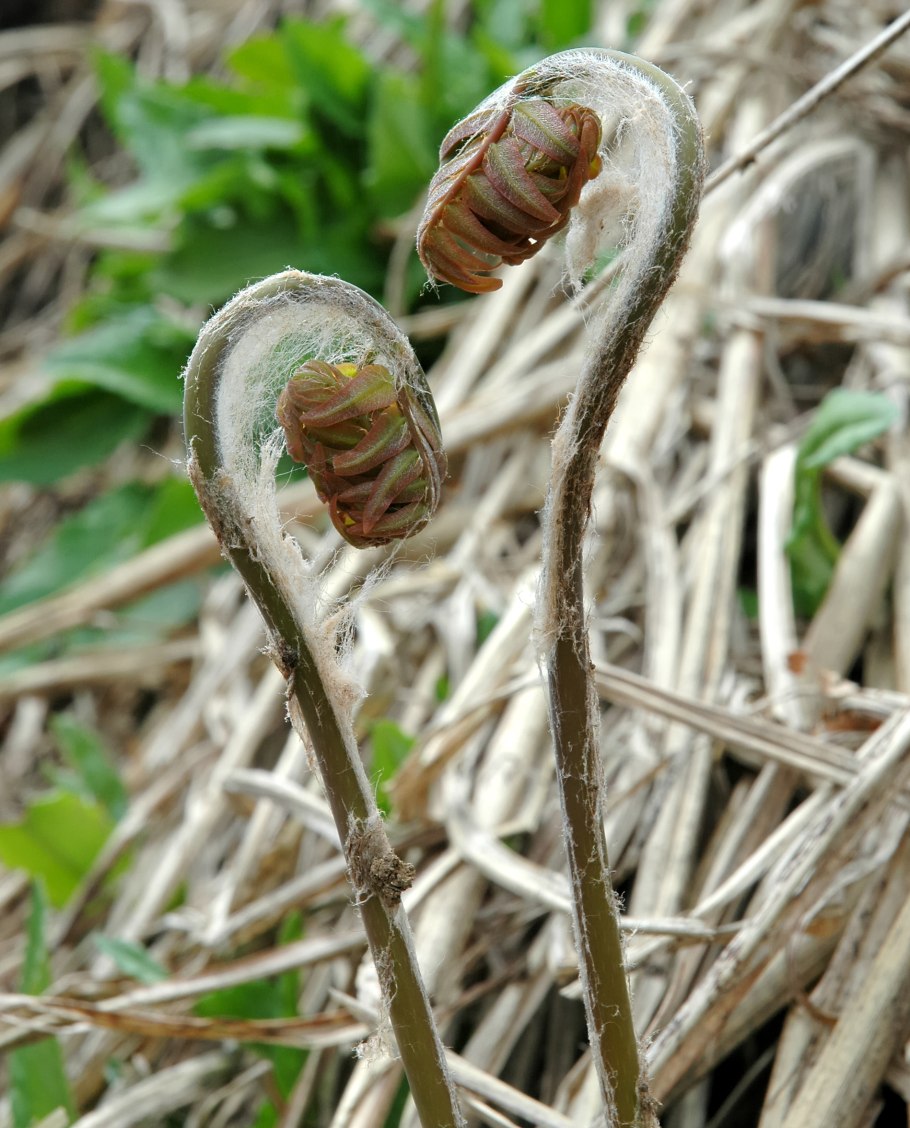 Athyrium filix - Femina 'Rotstiel grandiceps'