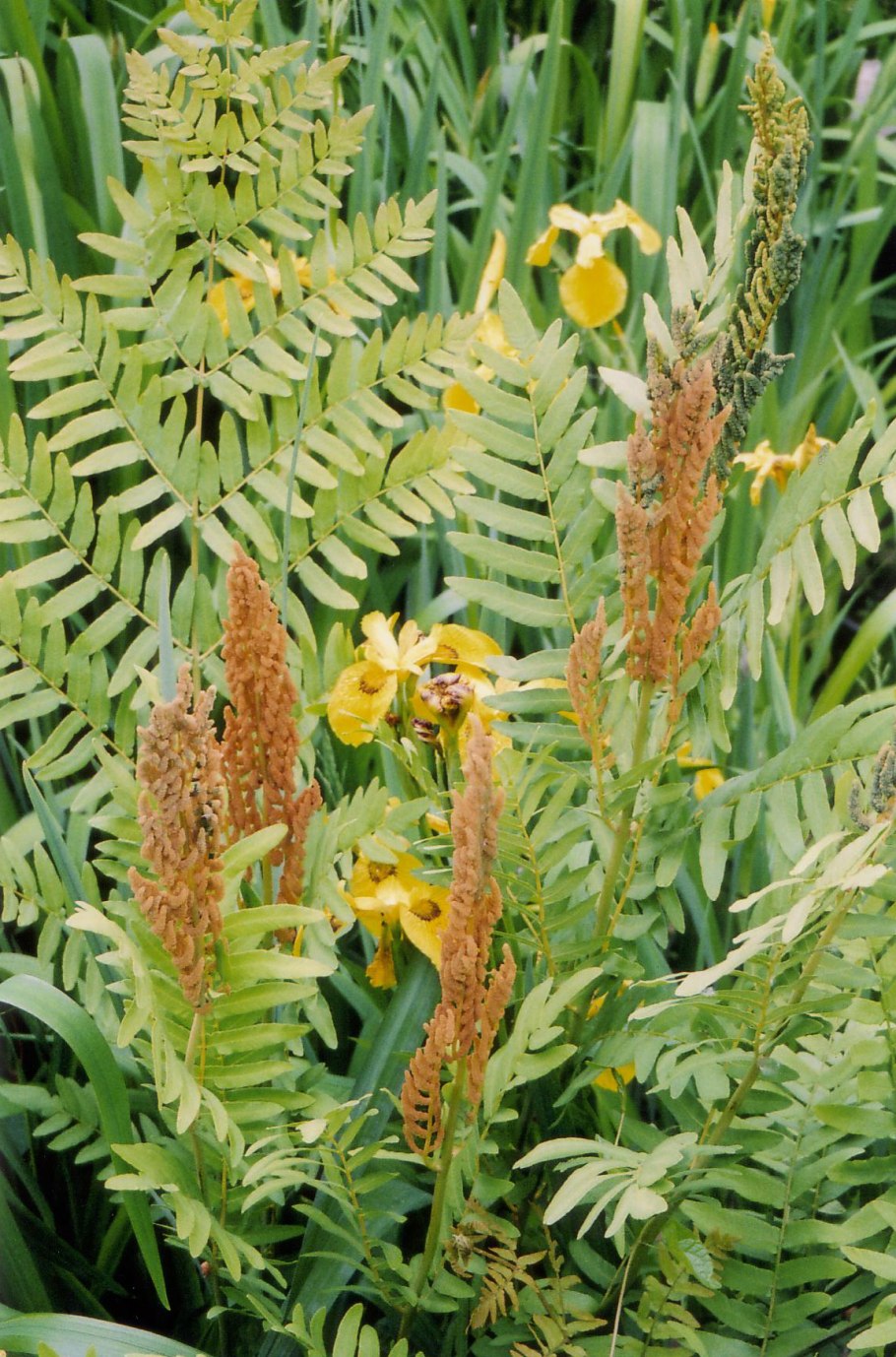 Osmunda cinnamomea