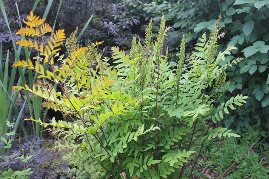 Папоротник Osmunda regalis