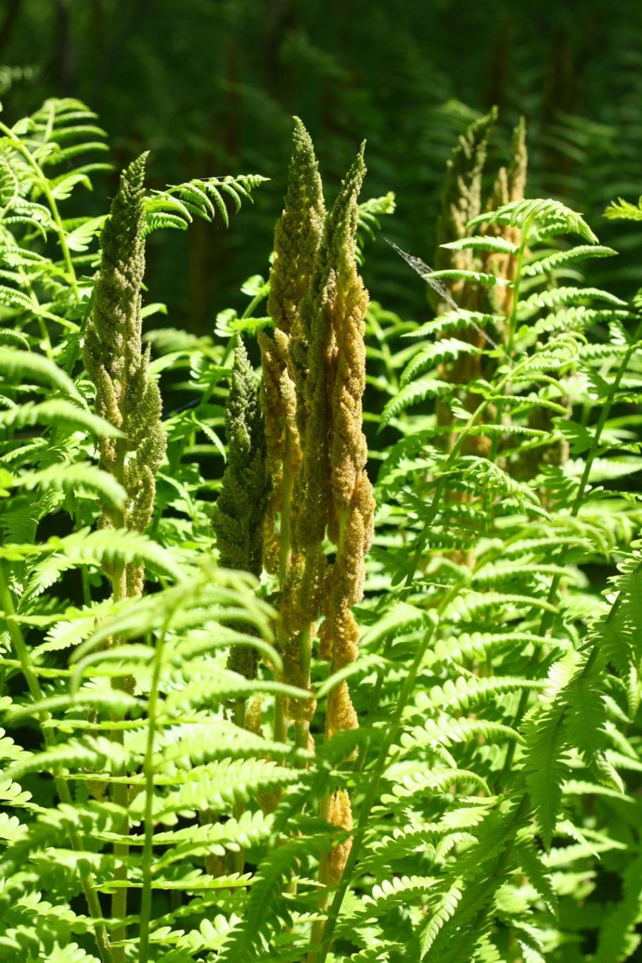 Osmunda japonica meaning