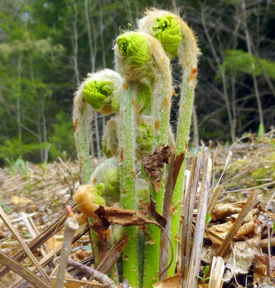 Osmunda cinnamomea