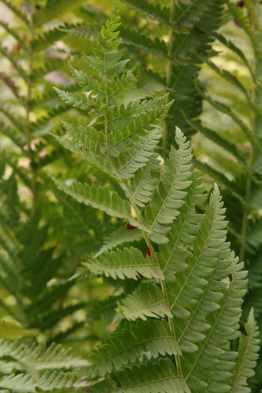 Папоротник чистоуст Королевский