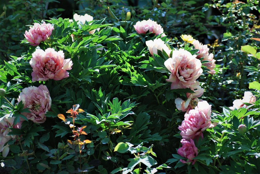 Пион Ито Скрумдидлеумшес