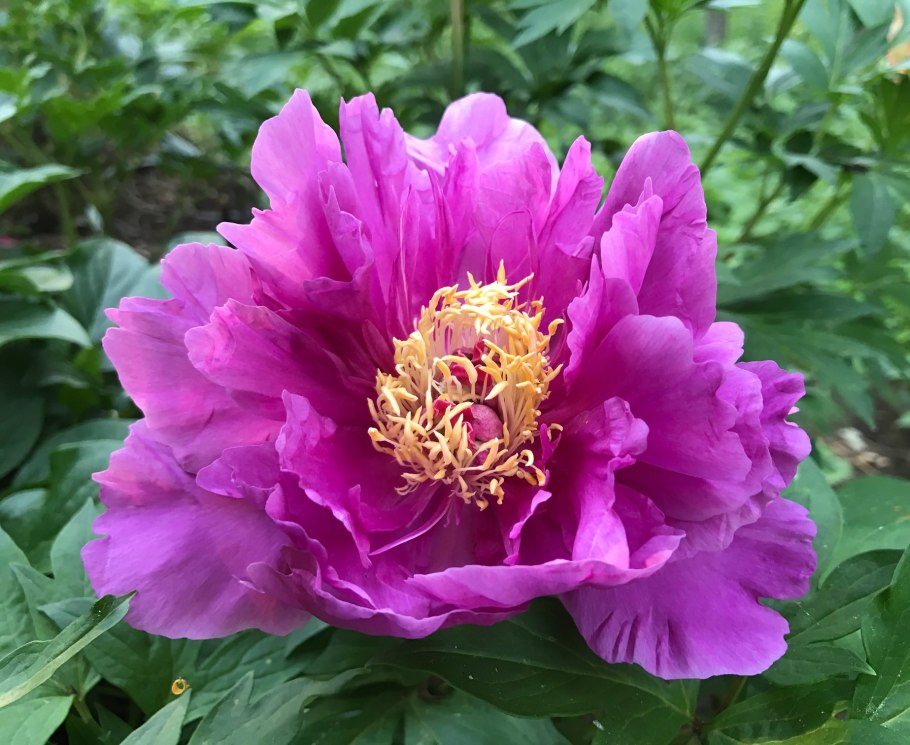 Пион Лемон Дрим