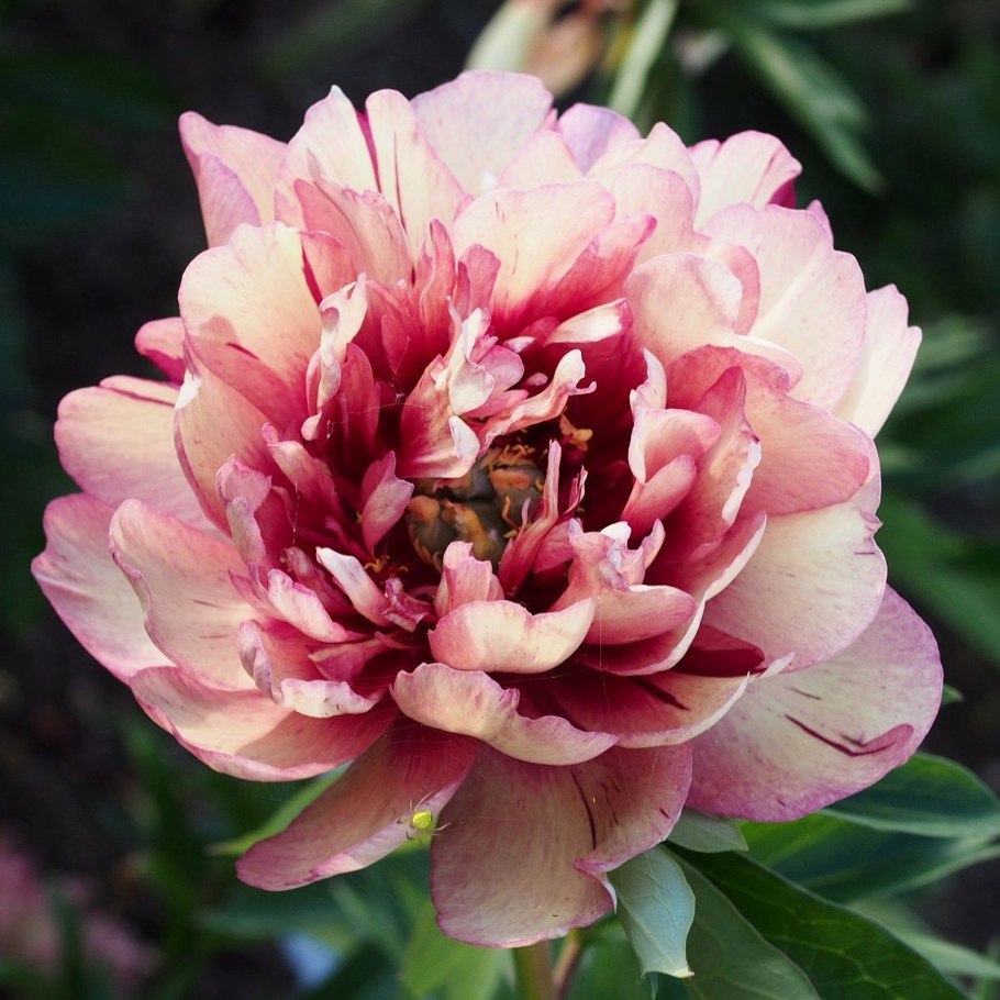 Пион Джулия Роуз