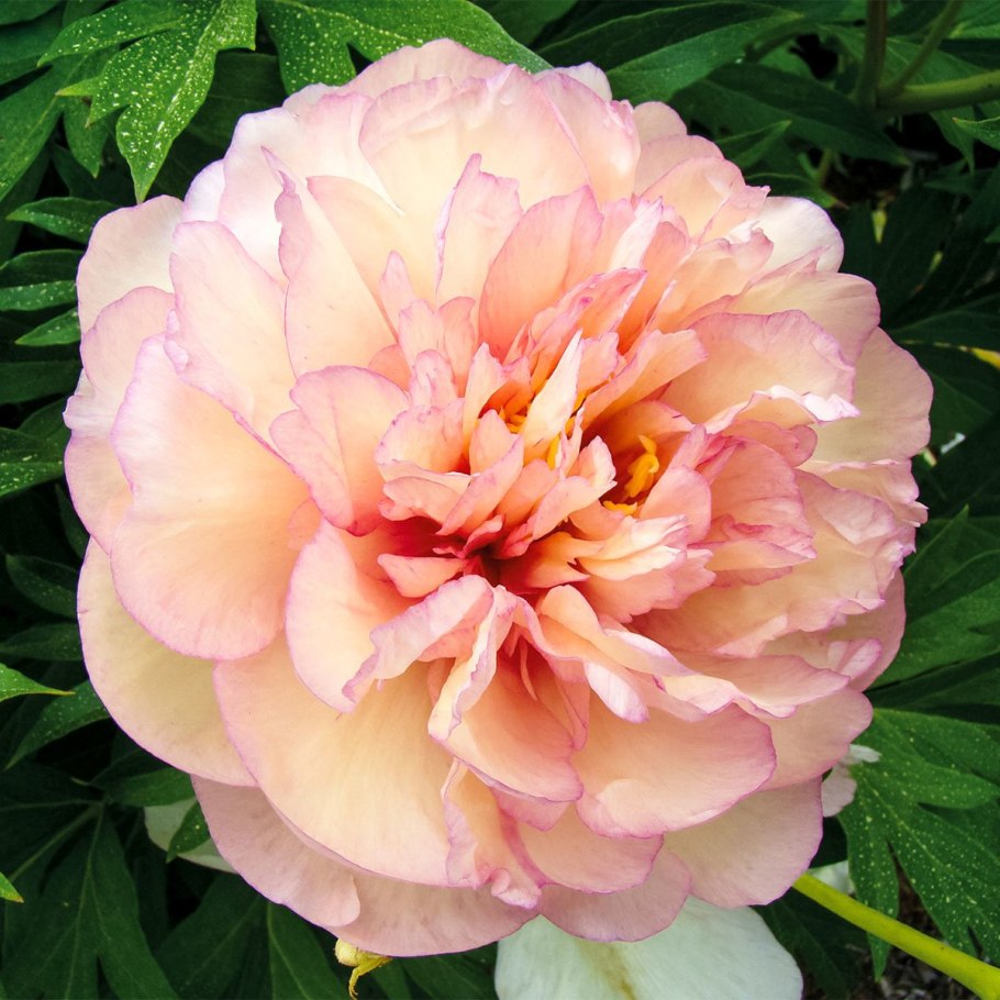 Scrumdidleumptious пион