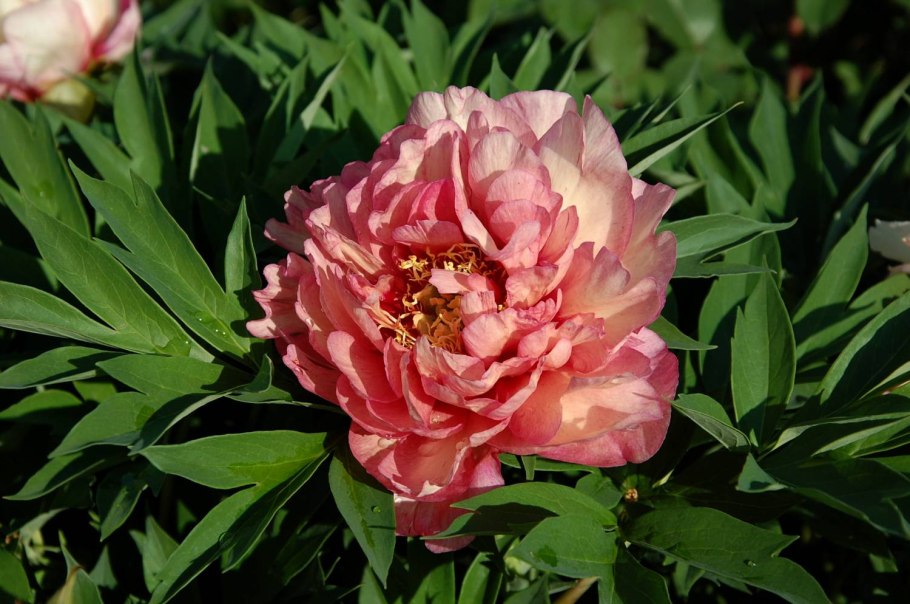 Пион Джулия Роуз