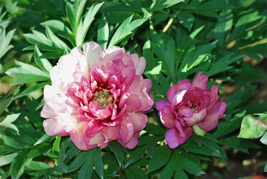Пион Ито-гибрид "Хиллари" (Paeonia Itoh 'Hillary')