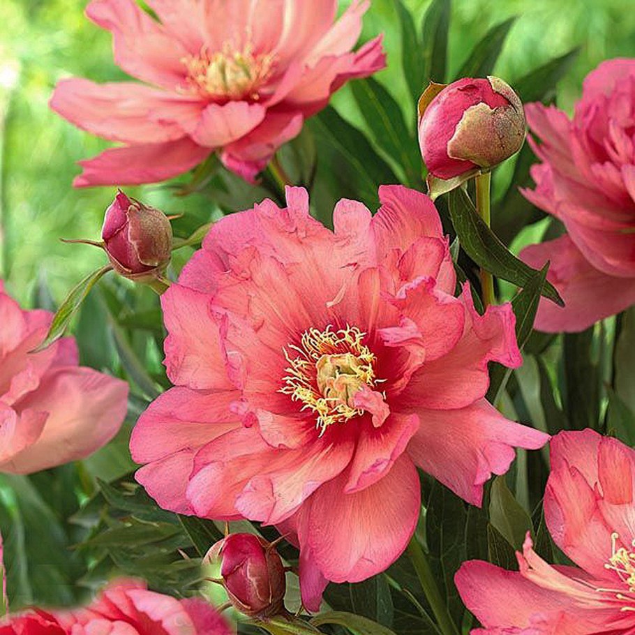 Пион Лоллипоп